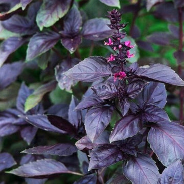A close-up of a basil plant with deep purple leaves and a cluster of pink flowers.