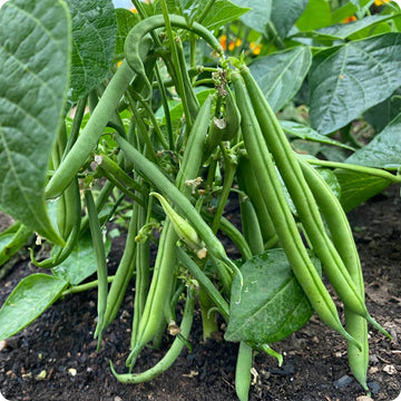 A cluster of green bush beans growing on the vine with surrounding green leaves.