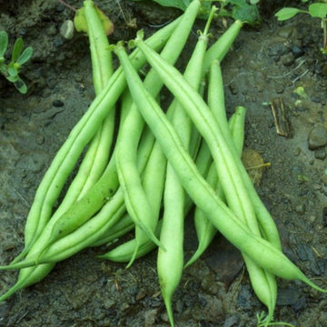 A cluster of fresh green beans on the ground, with soil and a few leaves in the background.