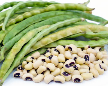 A pile of white Bean Cowpea Black-Eye Pea seeds with green pods in the background.