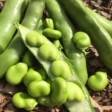 A cluster of green Bean Fava Broad Windsor seeds both inside and outside of their pods, set on a wooden surface with dappled light.