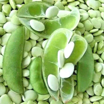 Green lima beans with some pods, against a background of isolated lima beans