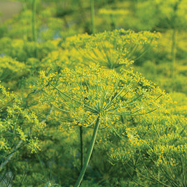 Dill Dukat Seeds - 0