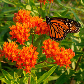Flower Milkweed Butterfly Seeds - 0