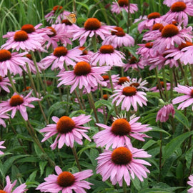 Flower Purple Coneflower Seeds - 0