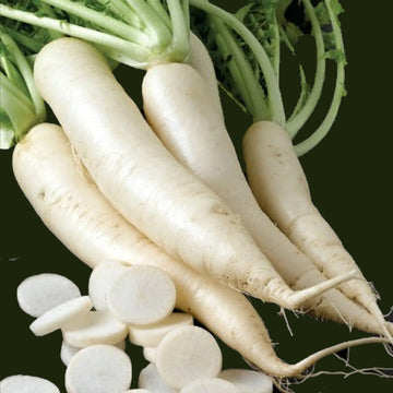 A cluster of white Icicle Radish seeds with green tops, alongside some radish slices on a surface.