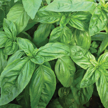 A close-up image of healthy green basil leaves showing their large size and vibrant color.