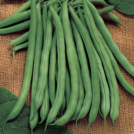 A bunch of fresh green beans on a burlap background, with leaves scattered around.