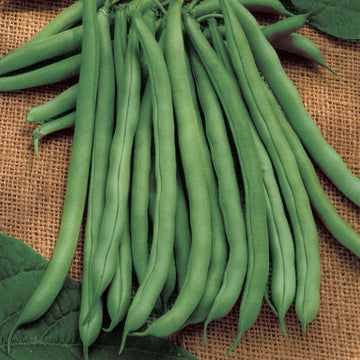 A bunch of fresh green beans on a burlap background, with leaves scattered around.