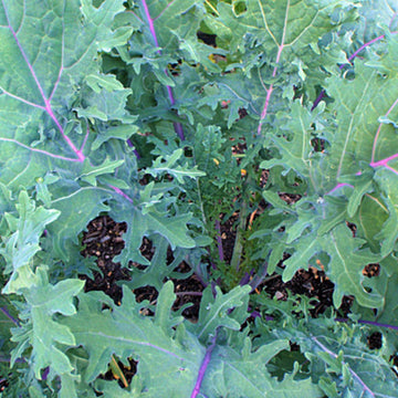Close-up of green leafy plants with purple stems