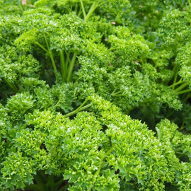 Close-up of fresh green parsley leaves