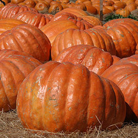 Pumpkin Atlantic Giant Seeds