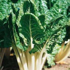 A photo showing a group of Swiss chard plants with large green leaves and thick white stalks.