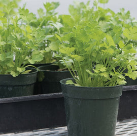 Microgreen Coriander Santos Splits