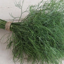 Microgreen Dill Dukat-2