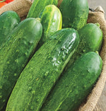 Cucumber, Straight Eight