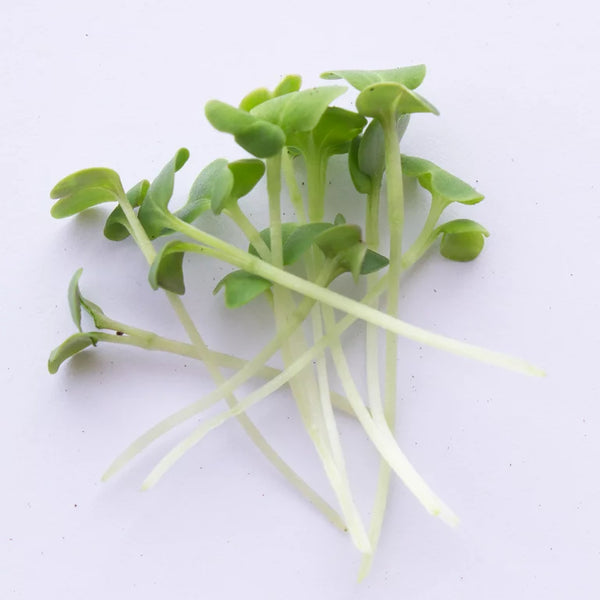 Microgreen, Cabbage Copenhagen Market