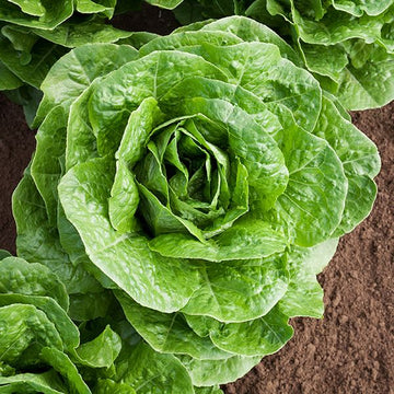 Lettuce, Parris Island