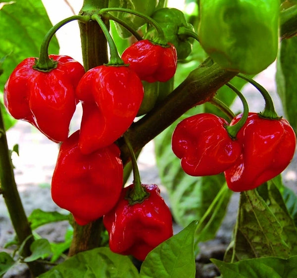 Pepper, Habanero Red