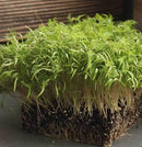 Microgreen Dill Bouquet-2