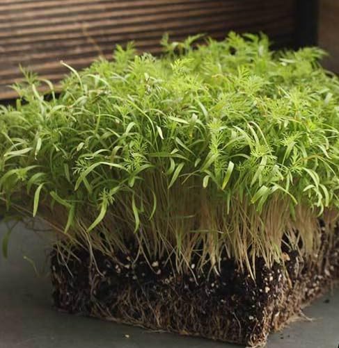 Microgreen Dill Bouquet - 0