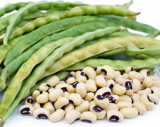 Bean, California Blackeye (Cowpea)- Bush