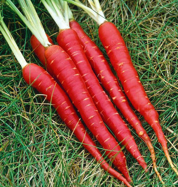 Carrot, Atomic Red