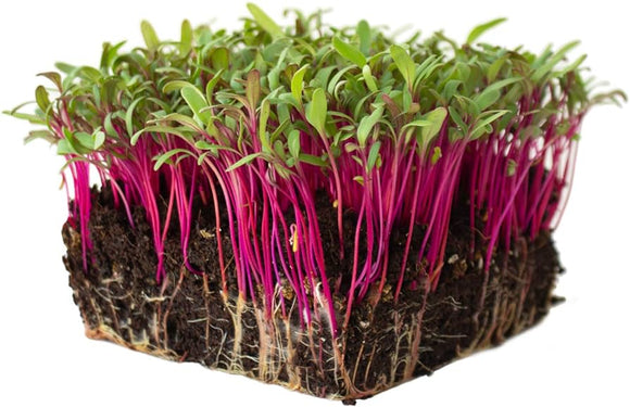 Microgreen Beet Bulls Blood