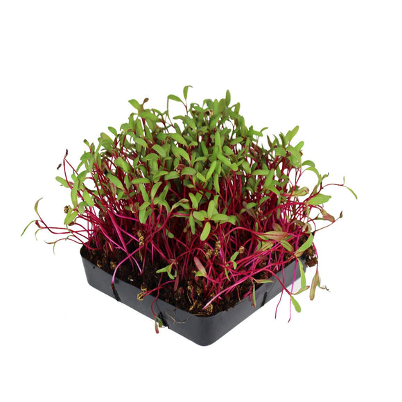Microgreen Beet Detroit Dark Red