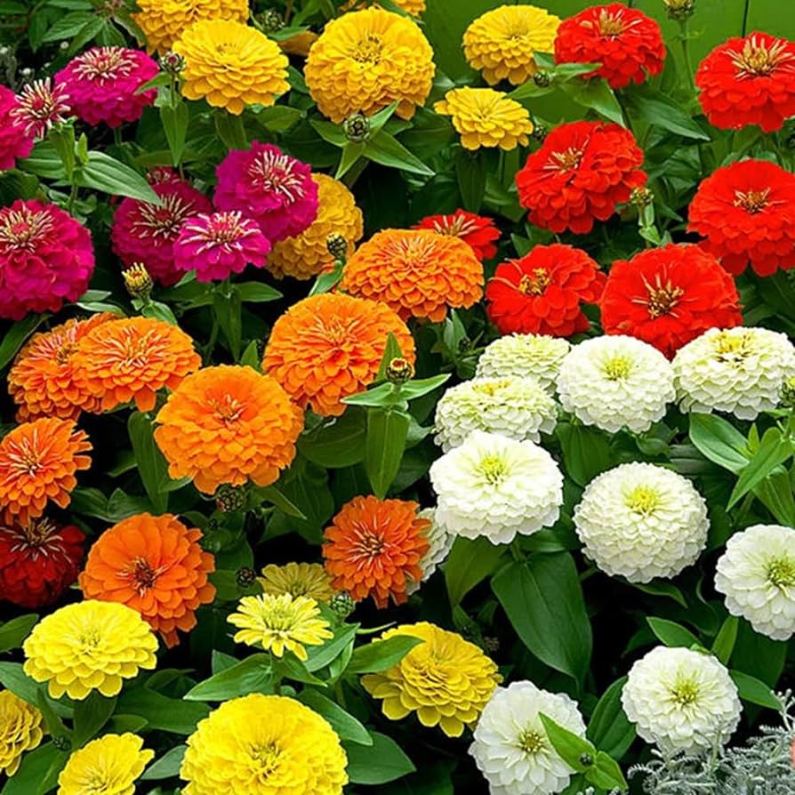 Flower Zinnia California Giant Seeds