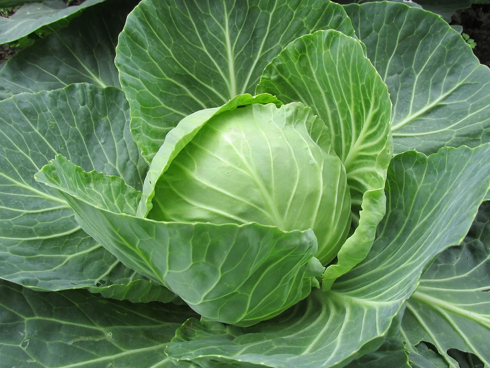 Cabbage Golden Acre Seeds