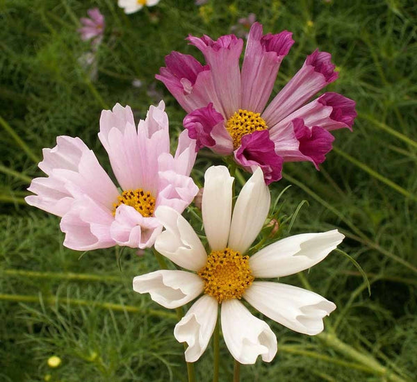 Cosmos, Sea Shell Mix