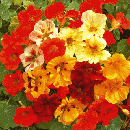 Nasturtium, Jewel Mix