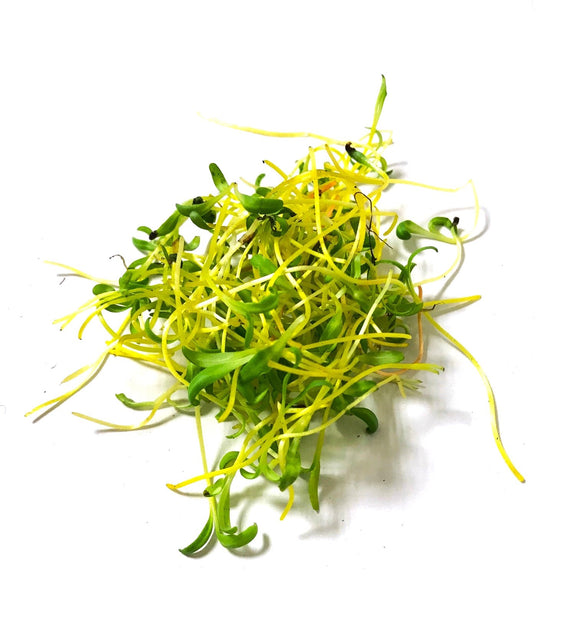 Microgreen Beet Golden Detroit