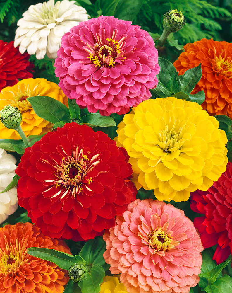 Flower Zinnia California Giant Seeds