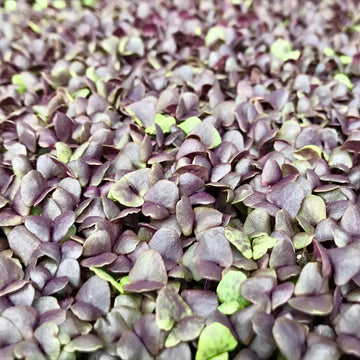 Microgreen Basil Dark Opal