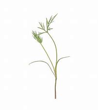 Microgreen Dill Mammoth
