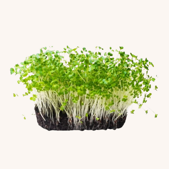 Microgreen Broccoli Green Sprouting