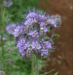 Lacy Phacelia