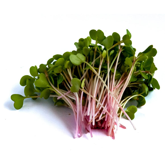 Microgreen Radish China Rose