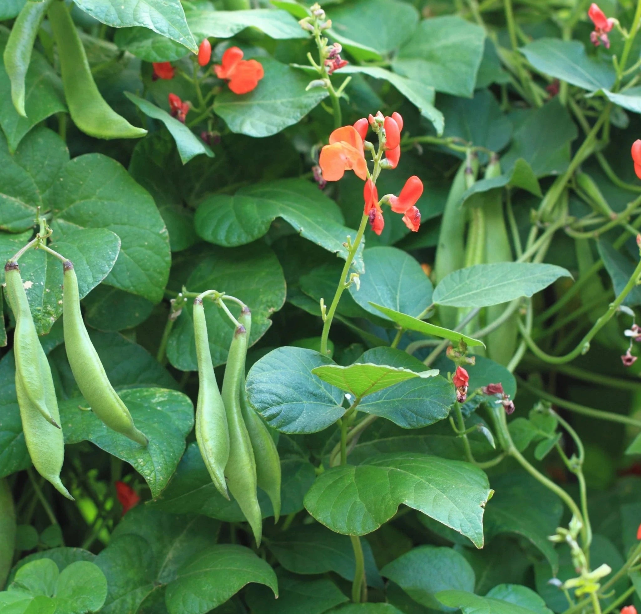 Bean Runner Scarlet Seeds