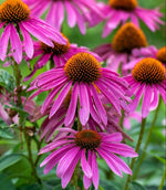 Echinacea, Purple Coneflower