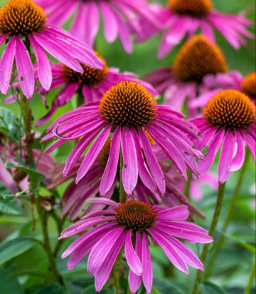 Echinacea, Purple Coneflower