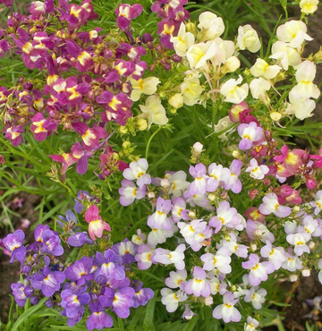 Linaria (Snapdragon), Fairy Bouquet