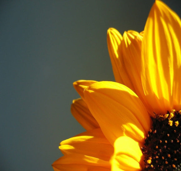 Microgreen Sunshine Seed Blend