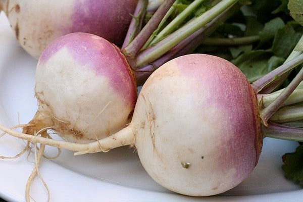 Turnip, Purple Top White Globe