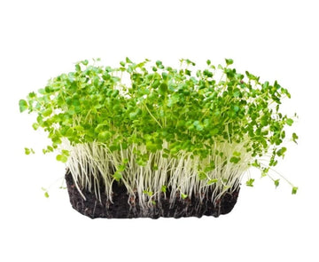 Microgreen Broccoli Green Sprouting Seeds