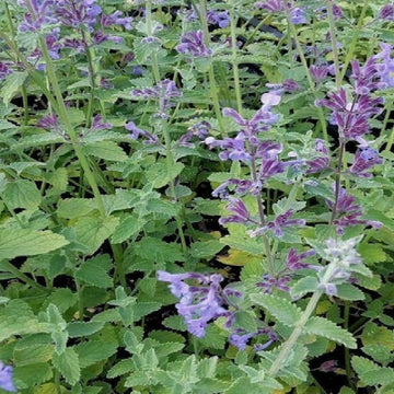 Catnip Seeds