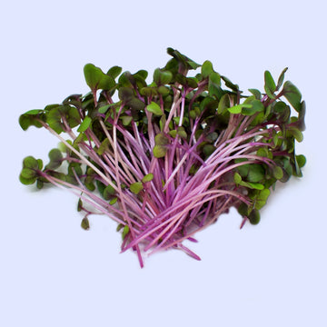 Microgreen, Cabbage Red Acre