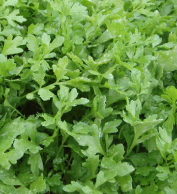 Cress Curled Seeds